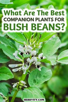 what are the best companion plants for bush beans?