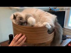 a cat is sitting in a wooden basket on a desk and being petted by someone