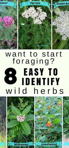 many different types of wildflowers with the words, want to start foraging? 8 easy to identify wild herbs