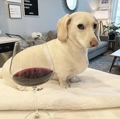 a dog sitting on top of a white blanket next to a glass of red wine