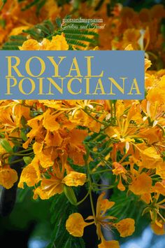 yellow flowers with the title royal poinciana