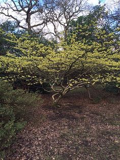 a small tree with yellow flowers in the middle of a field near some bushes and trees