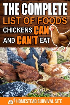 the complete list of foods chickens can and can't eat by homestead survival site