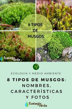 an image of different plants with the words 8 tips de musgs in spanish