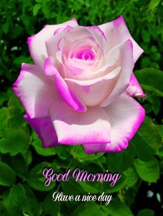 a pink rose with the words good morning have a nice day