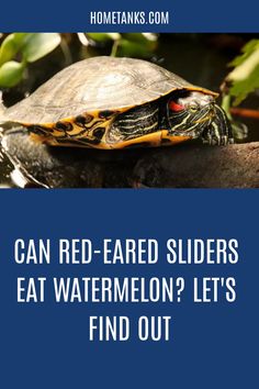 a red - eared slider sitting on top of a rock in the water with text that reads can red - eared sliders eat watermelon? let's find out