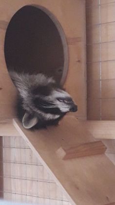 a raccoon is poking its head out of a birdhouse