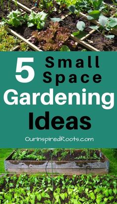 small space gardening ideas with text overlay that reads, 5 small space gardening ideas