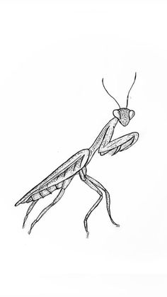 a drawing of a praying mantissa