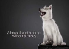 a white husky dog sitting on top of a suitcase with the caption, a house is not a home without a husky