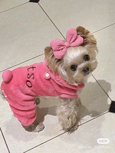 a small dog wearing a pink shirt with a bow on it's head and name written on the chest