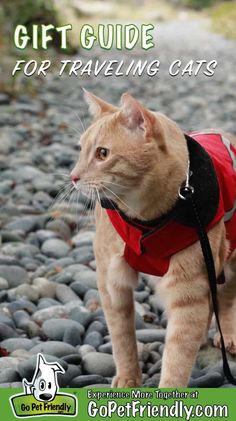 an orange cat wearing a red vest and black leash with the words holiday gift guide for adventure cats