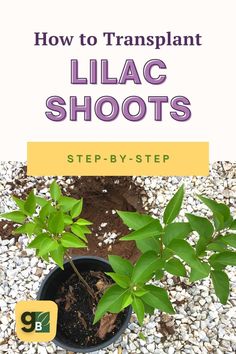 a plant with the title how to transplant lilac shoots step - by - step