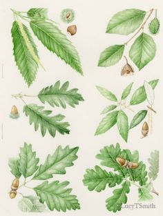 various leaves and nuts are shown in this illustration, including one with an acorn