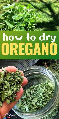 how to dry oregano in a jar