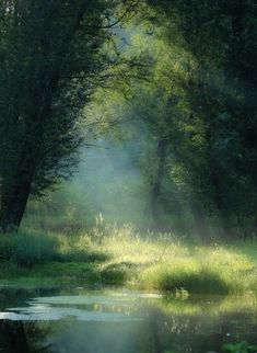 the sun shines brightly through the trees and over the water in this green, wooded area