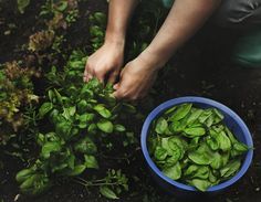 a person kneeling down next to a blue bowl filled with green leaves