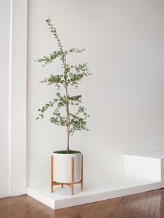 a small tree in a white planter on a wooden floor next to a wall