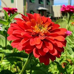 a large red flower sitting in the middle of a field