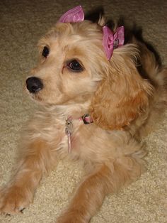 a small brown dog with a pink bow on its head laying on the floor next to a carpet