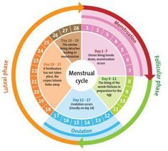 the menstrual cycle is shown in this graphic