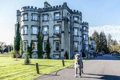 a dog is standing in front of an old castle like building on the side of a road