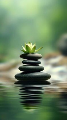 a green plant sitting on top of rocks in the water