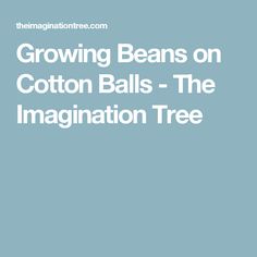 the text growing beans on cotton balls - the imagination tree is in white