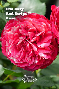 Complete your dream garden with this unique rose! This rose features unique flowers filled swirls of red, pink and white that resemble stripes when examined closely. No two flowers are alike! They'll continue to bloom time and time again each summer. Would you plant this rose in your dream garden?