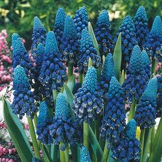 blue flowers with green leaves in the background