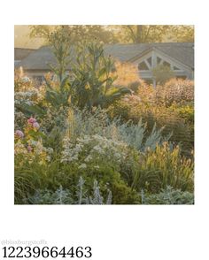 an image of a garden with flowers in the foreground and a house in the background