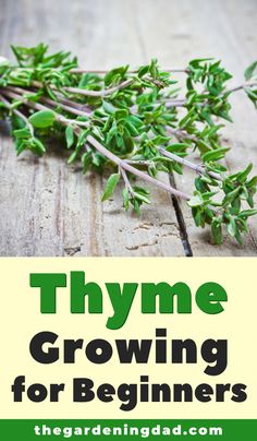 thyme growing for beginners on a wooden table with text overlay that reads thyme growing for beginners