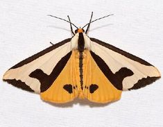 a yellow and brown moth sitting on top of a white sheet with the words,