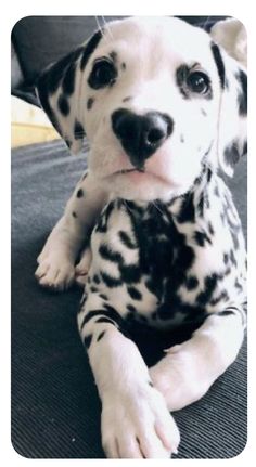 a dalmatian dog laying on the floor with its paw up to it's face