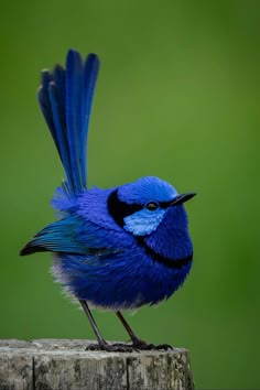 a blue bird sitting on top of a piece of wood next to a green background