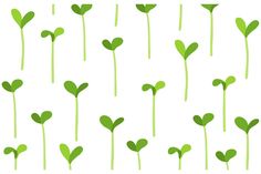 green sprouts with heart shaped leaves are shown on a white background in this illustration