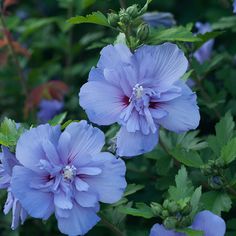 blue flowers are blooming in the garden