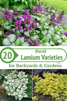 the best lawn varieties for backyards and gardens