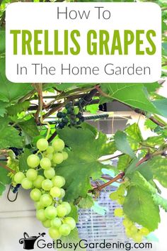 grapes growing on the vine with text overlay that reads how to trellis grapes in the home garden