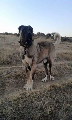 a large dog standing on top of a dry grass field