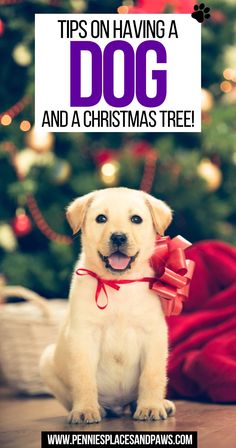 Tips on Having a Dog AND a Christmas Tree! Kid Friendly Resorts, How To Split, Flying With Kids, Winter Destinations, Family Destinations, Family Road Trips, Traveling With Baby