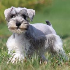 a small gray and white dog standing in the grass