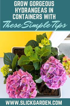 purple flowers in a pot with text overlay that reads how to grow gorgeous hydrangeas in containers with these simple tips