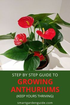 a potted plant with red flowers and green leaves on the top, text reads step by step guide to growing anthurms keep yours thriving