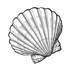 a black and white drawing of a scallop shell on a cell phone screen