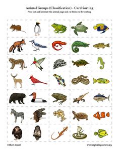 an animal groups chart with pictures of different animals