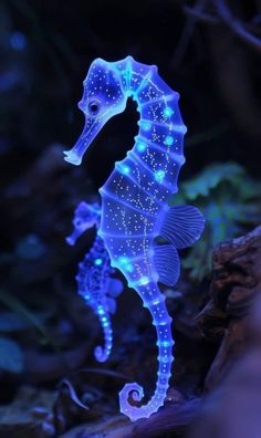 a sea horse is glowing in the dark