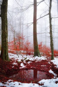 red leaves are on the ground and trees in the background with water running through them