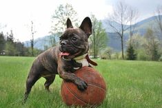 a dog is playing with a ball in the grass