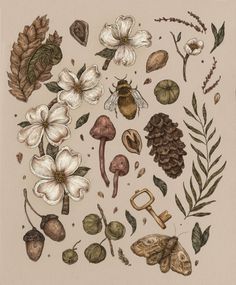 an illustration of various flowers and leaves